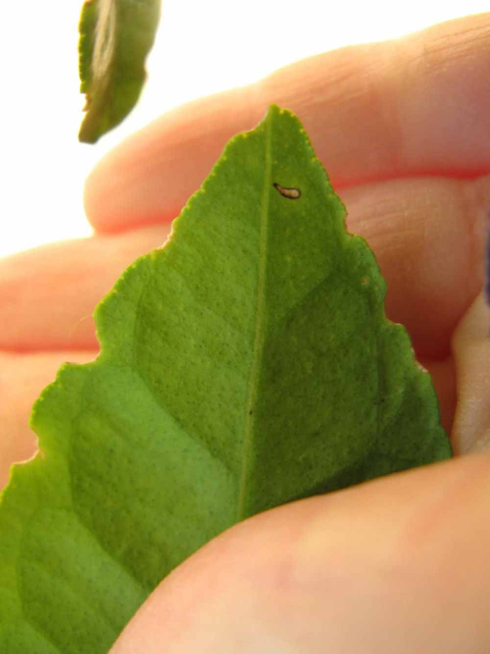              Margin (Winter Haven, FL)       